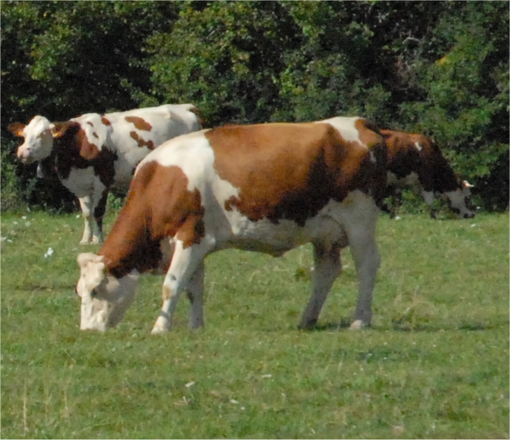 vaches 59