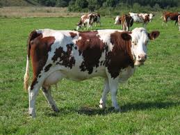 VACHE