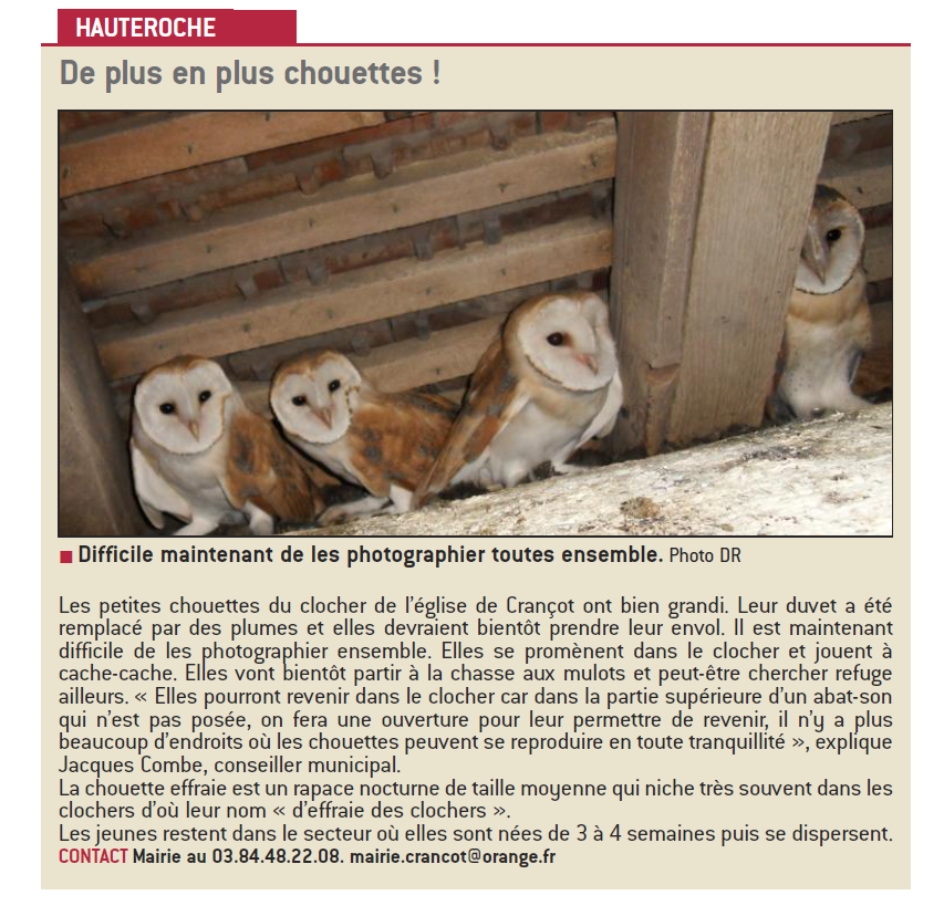chouettes